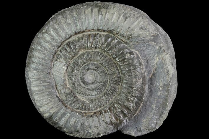 Dactylioceras Ammonite Fossil - England #84914